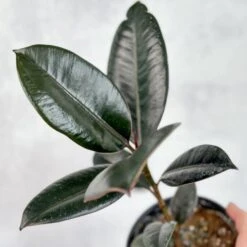 Ficus 'Burgundy' Rubber Plant 15 Ficus 'Burgundy' Rubber Plant -Eds Plant Shop ficus burgundy rubber plant 8 inch floor plant 480443