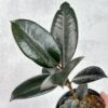 Ficus 'Burgundy' Rubber Plant -Eds Plant Shop ficus burgundy rubber plant 8 inch floor plant 502164
