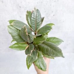 Ficus Elastica 'Ruby' - Ruby Ficus -Eds Plant Shop ficus elastica ruby ruby ficus various sizes 115046
