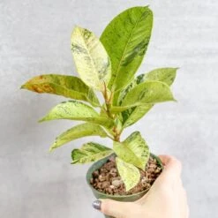 Ficus Shiveriana 'Moonshine' -Eds Plant Shop ficus elastica shiveriana 4 inch 340607
