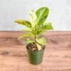 Ficus Shiveriana 'Moonshine' -Eds Plant Shop ficus elastica shiveriana 4 inch 818306