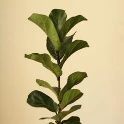 Ficus Lyrata ‘Bambino’ - Bambino Fiddle Leaf Fig - Various Sizes -Eds Plant Shop ficus lyrata bambino bambino fiddle leaf fig various sizes 282745