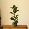 Ficus Lyrata ‘Bambino’ - Bambino Fiddle Leaf Fig - Various Sizes -Eds Plant Shop ficus lyrata bambino bambino fiddle leaf fig various sizes 488863
