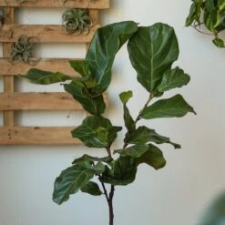 Ficus Lyrata 'Fiddle Leaf Fig' -Eds Plant Shop ficus lyrata fiddle leaf fig various sizes 291072