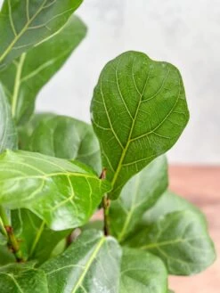 Ficus Lyrata 'Fiddle Leaf Fig' -Eds Plant Shop ficus lyrata fiddle leaf fig various sizes 482522