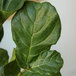 Ficus Lyrata 'Fiddle Leaf Fig' -Eds Plant Shop ficus lyrata fiddle leaf fig various sizes 550242