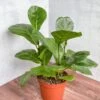 Ficus Lyrata 'Fiddle Leaf Fig' 1 Ficus Lyrata 'Fiddle Leaf Fig' -Eds Plant Shop ficus lyrata fiddle leaf fig various sizes 940256