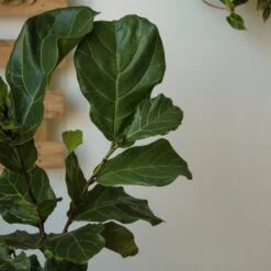 Ficus Lyrata 'Fiddle Leaf Fig' - Various Sizes Large Floor Plant -Eds Plant Shop ficus lyrata fiddle leaf fig various sizes large floor plant 701706
