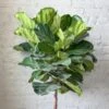 Ficus Lyrata 'Fiddle Leaf Fig' - Various Sizes Large Floor Plant -Eds Plant Shop ficus lyrata fiddle leaf fig various sizes large floor plant 791420