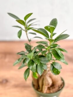 Ficus Microcarpa - Ficus Ginseng -Eds Plant Shop ficus microcarpa ficus ginseng 739739