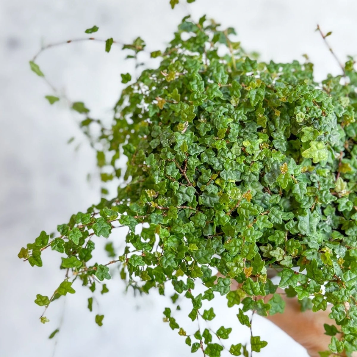 Ficus Quercifolia - String Of Frogs 8 Ficus Quercifolia - String Of Frogs - Image 6