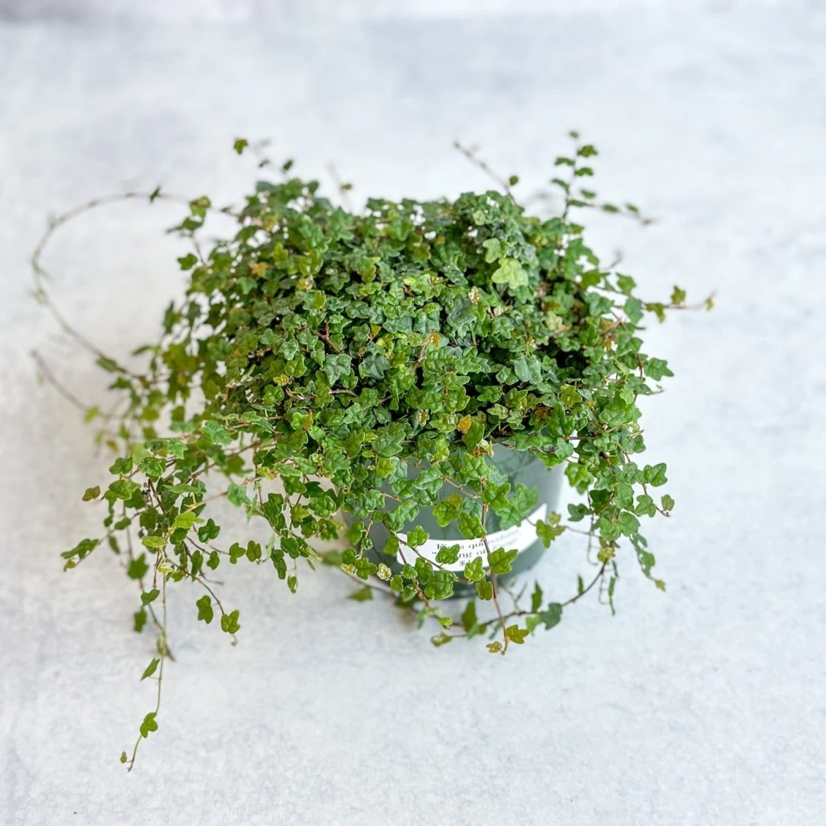 Ficus Quercifolia - String Of Frogs 7 Ficus Quercifolia - String Of Frogs - Image 5