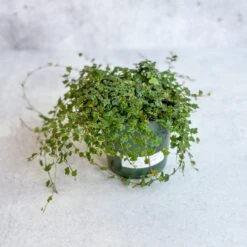 Ficus Quercifolia - String Of Frogs 11 Ficus Quercifolia - String Of Frogs -Eds Plant Shop ficus quercifolia string of frogs 780800