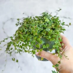 Ficus Quercifolia - String Of Frogs 10 Ficus Quercifolia - String Of Frogs -Eds Plant Shop ficus quercifolia string of frogs 960443