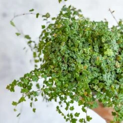 Ficus Quercifolia - String Of Frogs Hanging Basket 7 Ficus Quercifolia - String Of Frogs Hanging Basket -Eds Plant Shop ficus quercifolia string of frogs hanging basket 347608