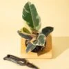 Ficus Elastica ‘Tineke’ – Variegated Rubber Plant -Eds Plant Shop ficus tineke india rubber plant 776638