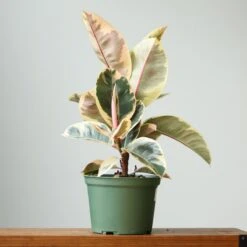 Ficus Elastica ‘Tineke’ – Variegated Rubber Plant -Eds Plant Shop ficus tineke india rubber plant various sizes 192372
