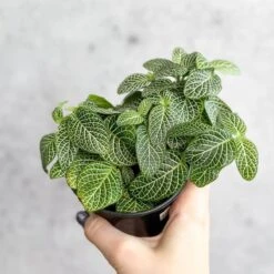 Fittonia Albivenis - Mosaic/Nerve Plant - Various Sizes -Eds Plant Shop fittonia albivenis mosaicnerve plant various sizes 450412