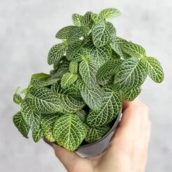 Fittonia Albivenis - Mosaic/Nerve Plant - Various Sizes -Eds Plant Shop fittonia albivenis mosaicnerve plant various sizes 458422