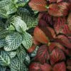 Fittonia Albivenis - Mosaic/Nerve Plant - Various Sizes -Eds Plant Shop fittonia albivenis mosaicnerve plant various sizes 693190