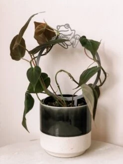 Frog Indoor Houseplant Trellis -Eds Plant Shop frog indoor houseplant trellis 496704