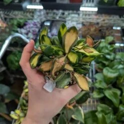 Fuzzy Variegated Hoya - Hoya 'DS70' Variegated 12 Fuzzy Variegated Hoya - Hoya 'DS70' Variegated -Eds Plant Shop fuzzy variegated hoya hoya ds70 variegated 215716