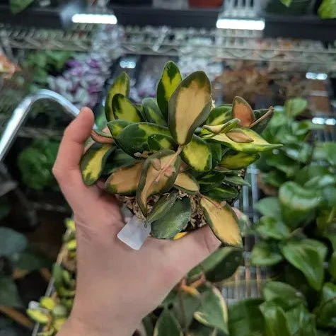 Fuzzy Variegated Hoya - Hoya 'DS70' Variegated 7 Fuzzy Variegated Hoya - Hoya 'DS70' Variegated - Image 5