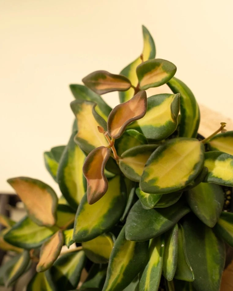 Fuzzy Variegated Hoya - Hoya 'DS70' Variegated 4 Fuzzy Variegated Hoya - Hoya 'DS70' Variegated - Image 2