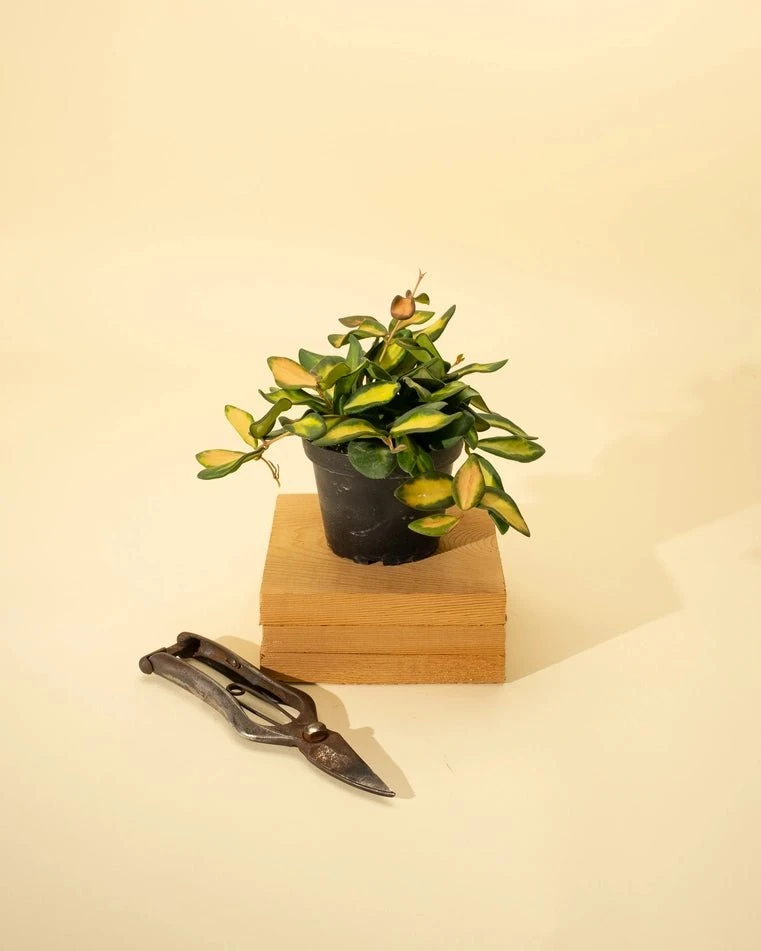 Fuzzy Variegated Hoya - Hoya 'DS70' Variegated 5 Fuzzy Variegated Hoya - Hoya 'DS70' Variegated - Image 3