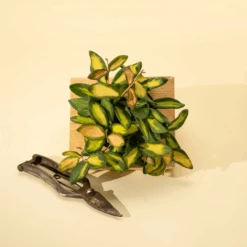 Fuzzy Variegated Hoya - Hoya 'DS70' Variegated 13 Fuzzy Variegated Hoya - Hoya 'DS70' Variegated -Eds Plant Shop fuzzy variegated hoya hoya ds70 variegated 783089