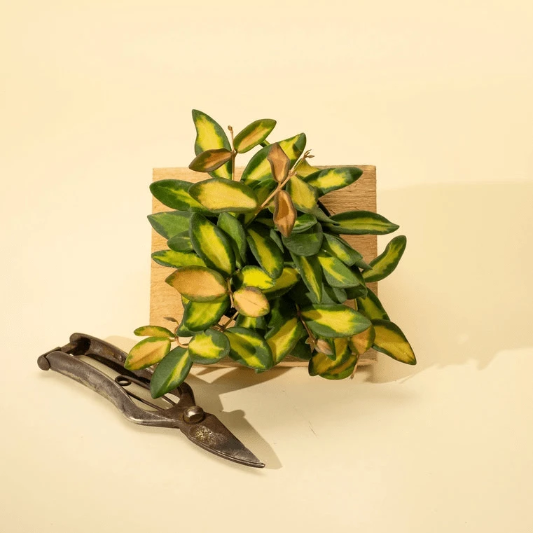 Fuzzy Variegated Hoya - Hoya 'DS70' Variegated 8 Fuzzy Variegated Hoya - Hoya 'DS70' Variegated - Image 6