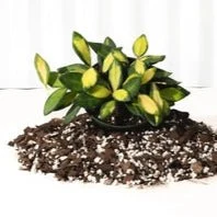 Fuzzy Variegated Hoya - Hoya 'DS70' Variegated 6 Fuzzy Variegated Hoya - Hoya 'DS70' Variegated - Image 4