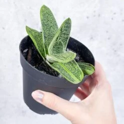 Gasteria 'Little Warty' - Little Warty Ox Tongue - 4 Inch -Eds Plant Shop gasteria little warty little warty ox tongue 4 inch 291307