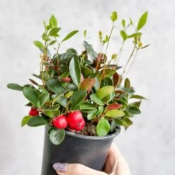 Gaultheria Procumbens - Wintergreen - 4 Inch 9 Gaultheria Procumbens - Wintergreen - 4 Inch -Eds Plant Shop gaultheria procumbens wintergreen 4 inch 222637
