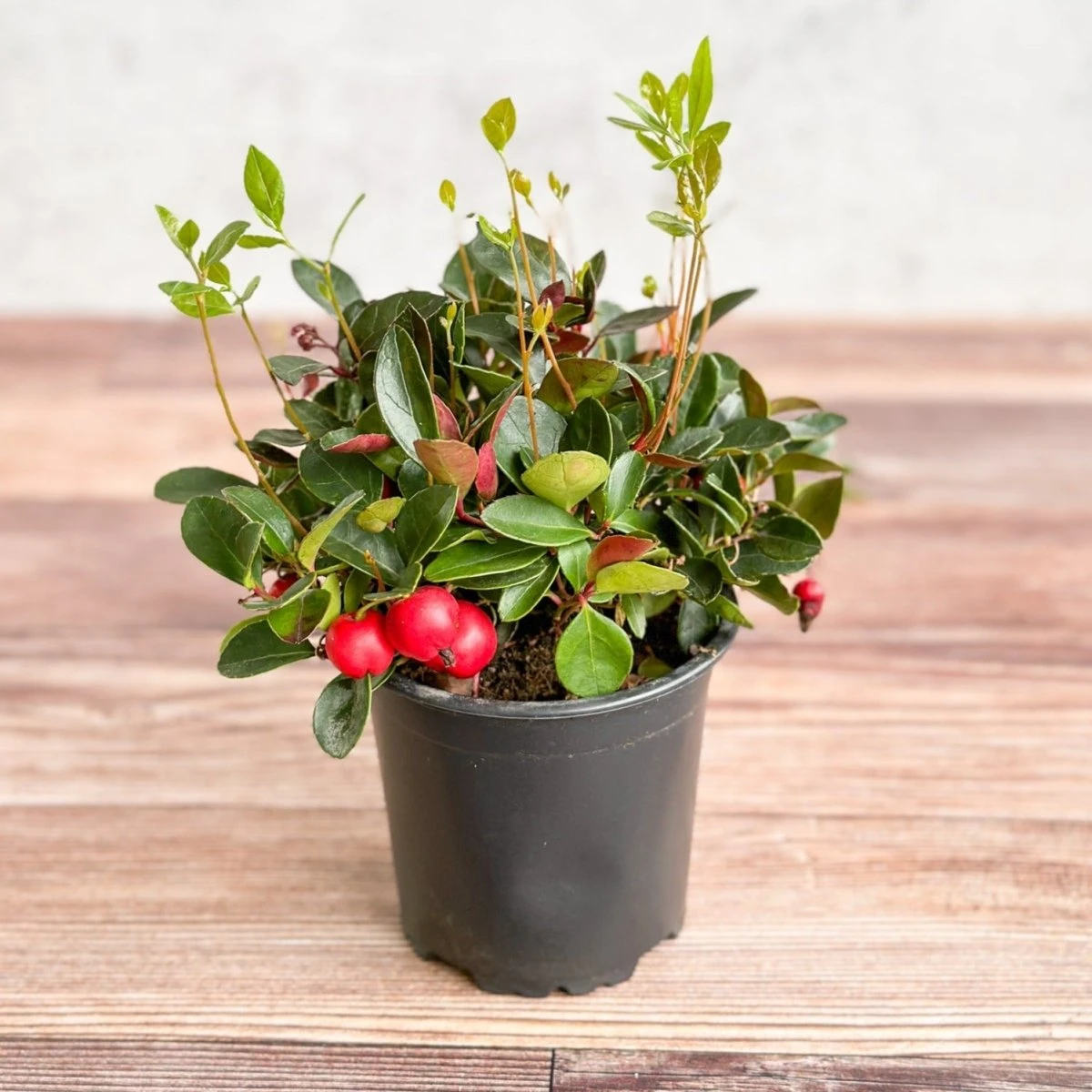 Gaultheria Procumbens - Wintergreen - 4 Inch 3 Gaultheria Procumbens - Wintergreen - 4 Inch