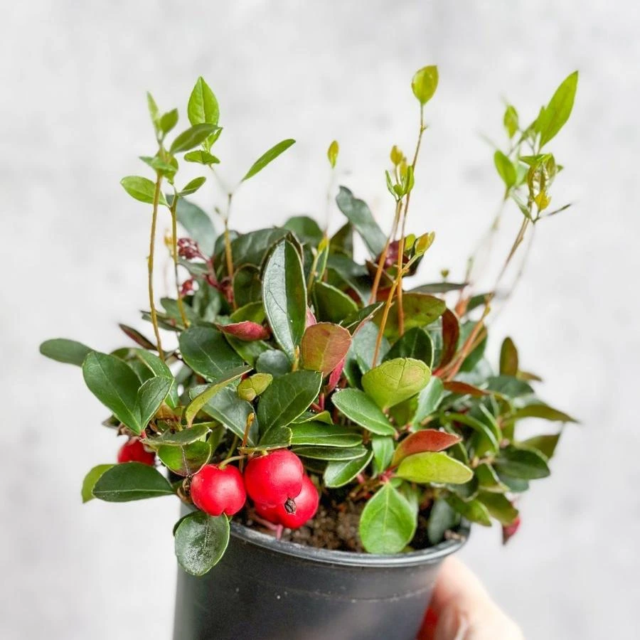 Gaultheria Procumbens - Wintergreen - 4 Inch 4 Gaultheria Procumbens - Wintergreen - 4 Inch - Image 2