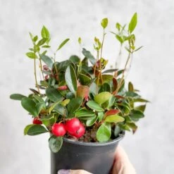 Gaultheria Procumbens - Wintergreen - 4 Inch 8 Gaultheria Procumbens - Wintergreen - 4 Inch -Eds Plant Shop gaultheria procumbens wintergreen 4 inch 820315