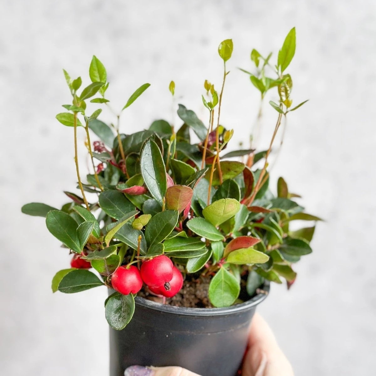 Gaultheria Procumbens - Wintergreen - 4 Inch 5 Gaultheria Procumbens - Wintergreen - 4 Inch - Image 3