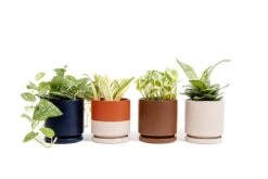 Gemstone Porcelain Planter Pot With Water Saucer 4.5 Inch 25 Gemstone Porcelain Planter Pot With Water Saucer 4.5 Inch -Eds Plant Shop gemstone porcelain planter pot with water saucer 45 inch 337508