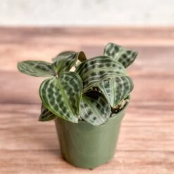 Geogenanthus Poeppigii - Seersucker Plant -Eds Plant Shop geogenanthus poeppigii seersucker plant 857969