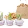 Gift Wrapped Purple Urchins With Tillandsia Air Plants 1 Gift Wrapped Purple Urchins With Tillandsia Air Plants -Eds Plant Shop gift wrapped purple urchins with tillandsia air plants 8312710
