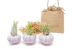 Gift Wrapped Purple Urchins With Tillandsia Air Plants
