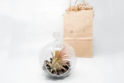Eds Plant Shop -Eds Plant Shop gift wrapped terrarium kits with tillandsia air plants 6309131