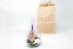 Gift Wrapped Terrarium Kits With Tillandsia Air Plants 15 Gift Wrapped Terrarium Kits With Tillandsia Air Plants -Eds Plant Shop gift wrapped terrarium kits with tillandsia air plants 7254582