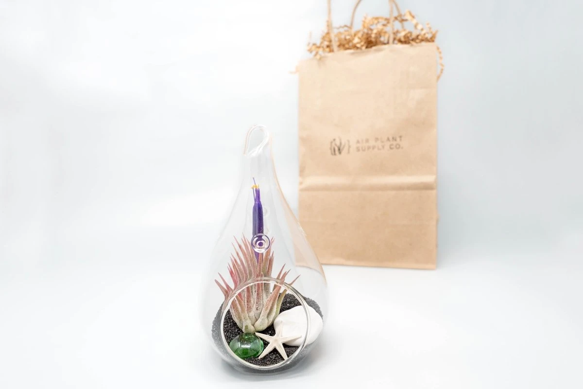 Gift Wrapped Terrarium Kits With Tillandsia Air Plants 9 Gift Wrapped Terrarium Kits With Tillandsia Air Plants - Image 7