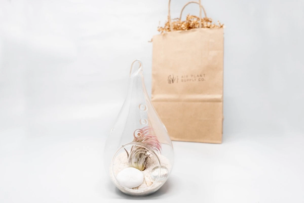 Gift Wrapped Terrarium Kits With Tillandsia Air Plants 8 Gift Wrapped Terrarium Kits With Tillandsia Air Plants - Image 6