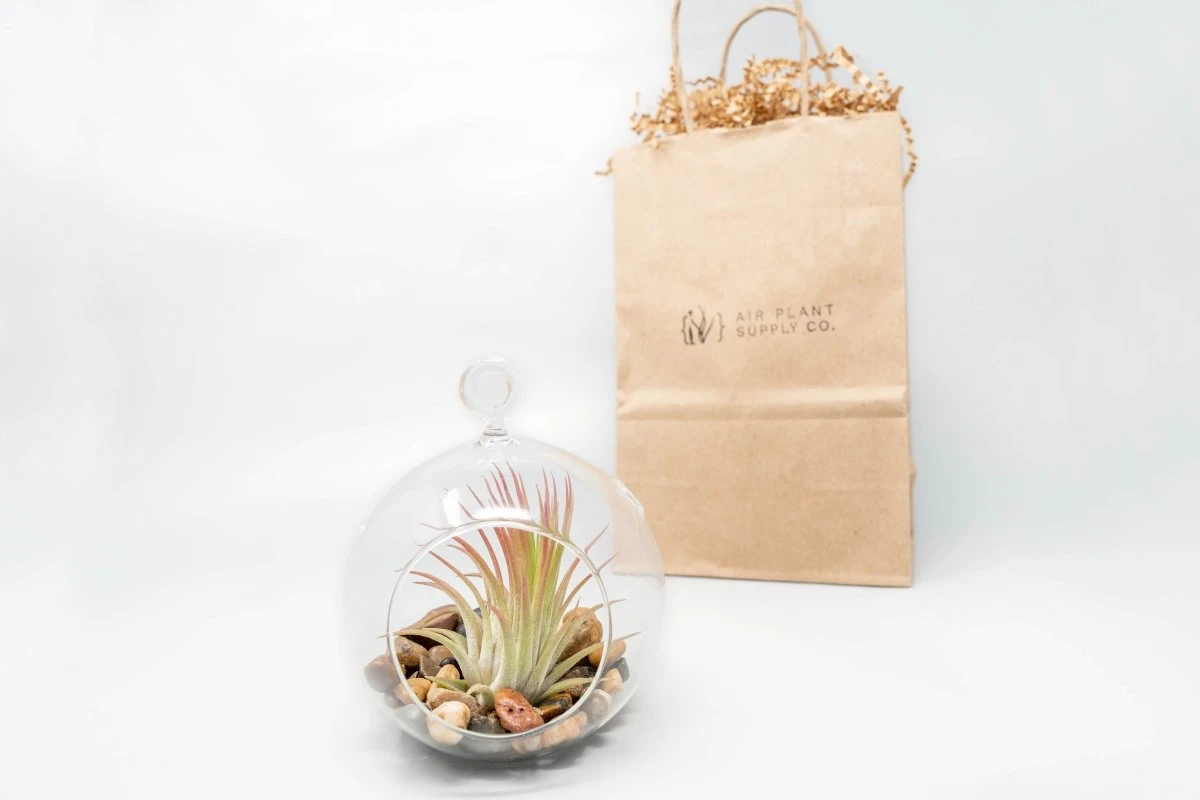 Gift Wrapped Terrarium Kits With Tillandsia Air Plants 5 Gift Wrapped Terrarium Kits With Tillandsia Air Plants - Image 3
