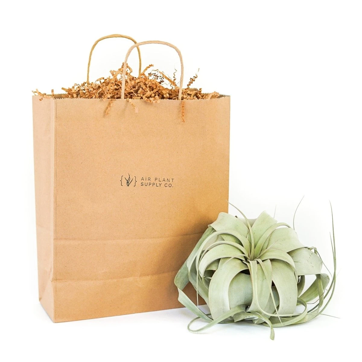Gift Wrapped Tillandsia Xerographica 3 Gift Wrapped Tillandsia Xerographica