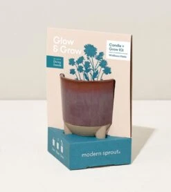 Glow & Grow Candle-to-Planter Kit – Basil, Daisies, Aloe, Or Spruce -Eds Plant Shop glow grow candle to planter kit basil daisies aloe or spruce 122261