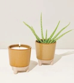 Glow & Grow Candle-to-Planter Kit – Basil, Daisies, Aloe, Or Spruce -Eds Plant Shop glow grow candle to planter kit basil daisies aloe or spruce 542867